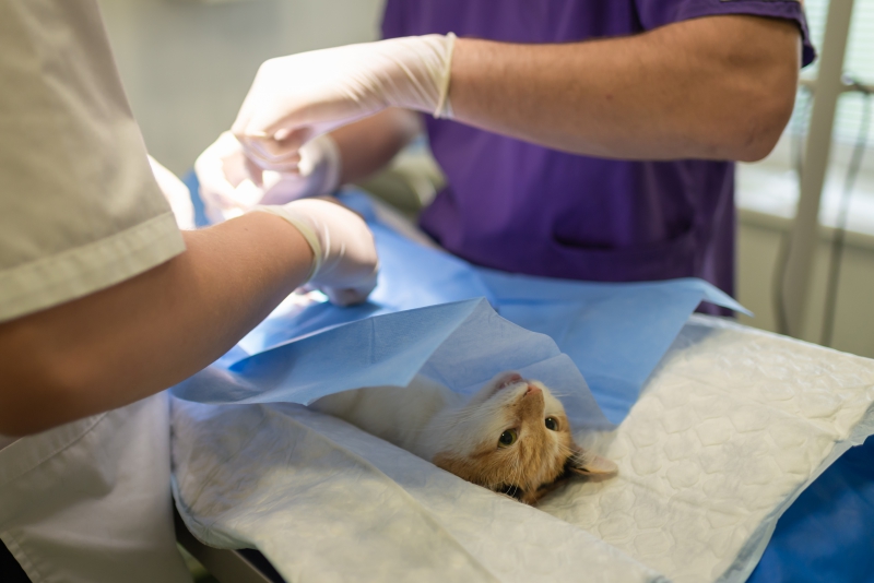 veterinaire-CHATEAUDOUBLE-min_health-4385852